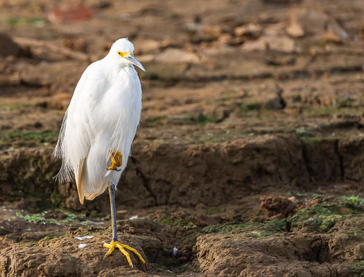 Schmuckreiher (Egretta thula)