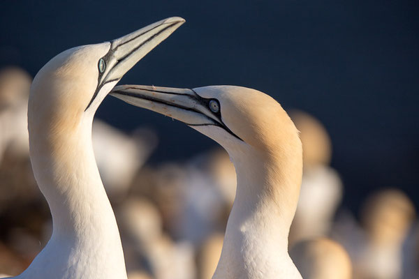 Basstölpel (Morus bassanus) auf Helgoland