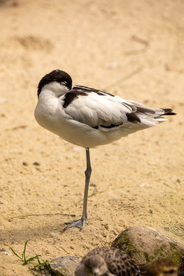 Säbelschnäbler (Recurvirostra avosetta) 