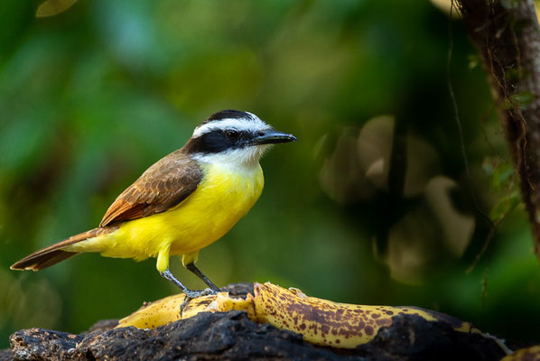 Schwefelmaskentyrann (Pitangus sulphuratus)