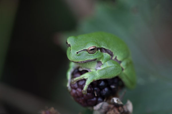 Europäische Laubfrosch (Hyla arborea) 