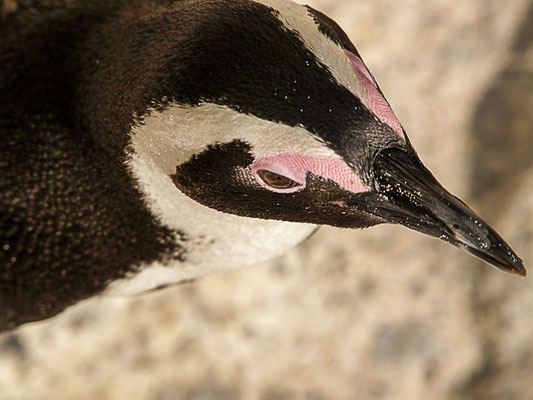 afrikanische Pinguin ( Spheniscus demersus) oder Kappinguin