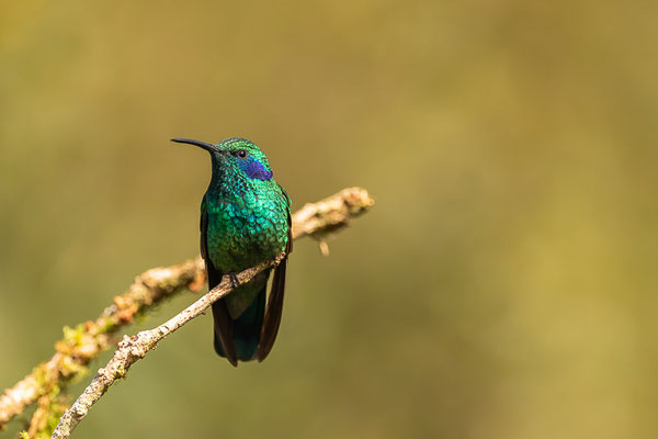 Berg-Veilchenohrkolibri (Colibri cyanotus)