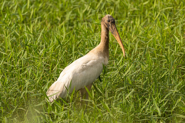 Waldstorch (Mycteria americana)