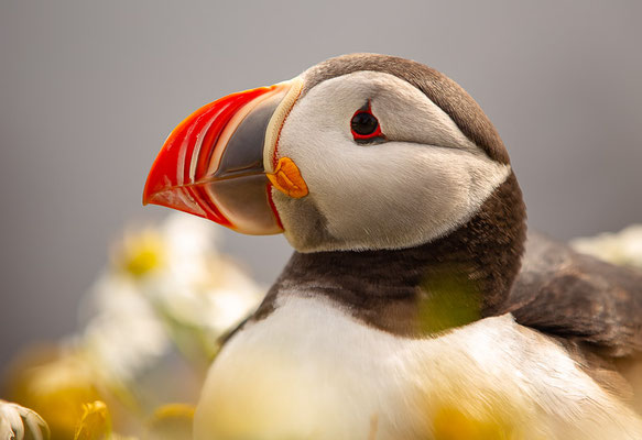 Papageitaucher (Fratercula arctica)