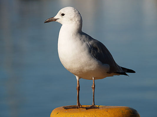 Hartlaubmöwe (Chroicocephalus hartlaubii)