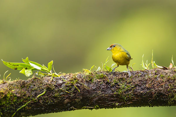 Olivrückenorganist (Euphonia gouldi) - Weibchen