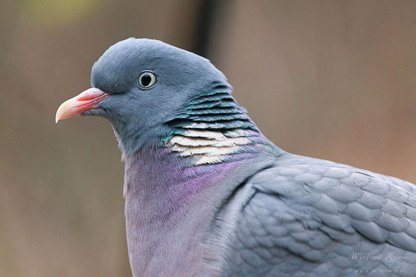 Ringeltaube (Columba palumbus)