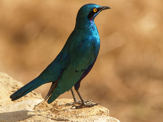 Grünschwanz glanzstar (Lamprotornis chalybaeus)