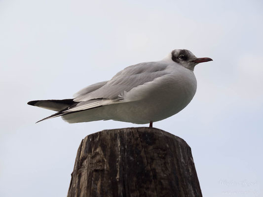 Lachmöwe  (Chroicocephalus ridibundus) 