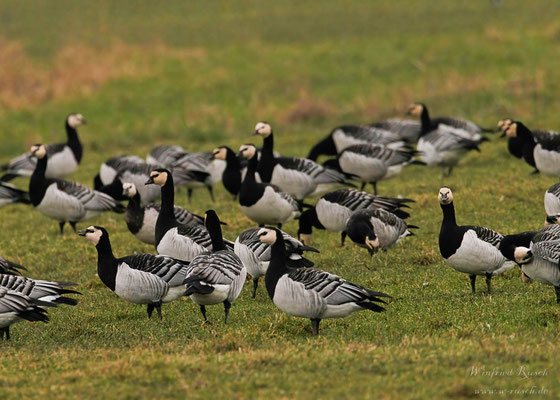 Weißwangengans (Branta leucopsis)