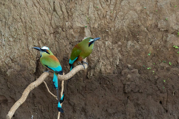 Brauenmotmot (Eumomota superciliosa)