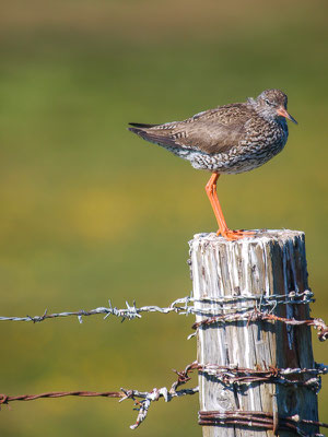 Rotschenkel (Tringa totanus)