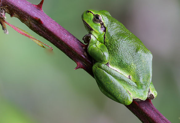 Europäische Laubfrosch (Hyla arborea) 