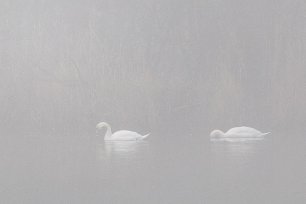 Höckerschwan (Cygnus olor)