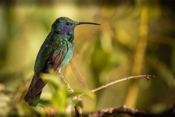 Berg-Veilchenohrkolibri (Colibri cyanotus)