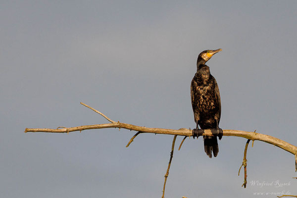 Kormoran (Phalacrocorax carbo)