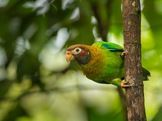 Grauwangenpapagei (Pionaopsitta haematotis)