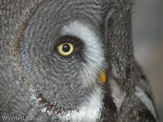 Bartkauz (Strix nebulosa)