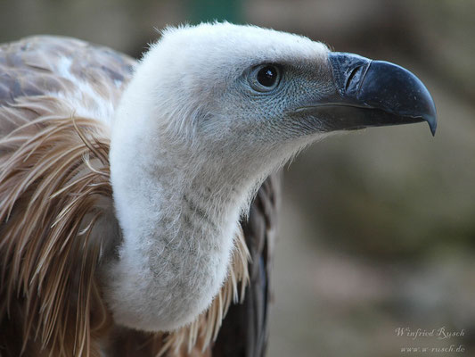 Gänsegeier (Gyps fulvus)