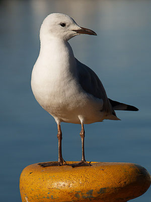 Hartlaubmöwe (Chroicocephalus hartlaubii)