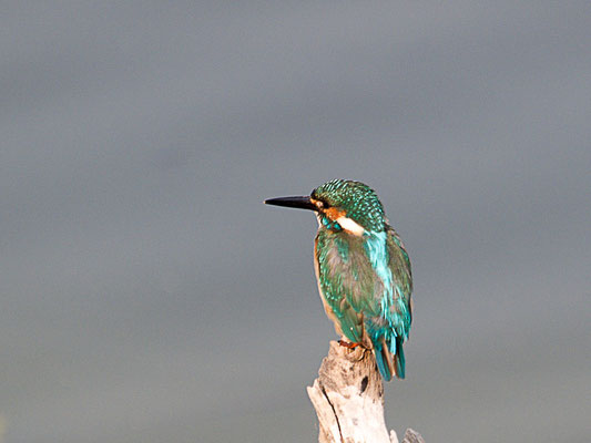 Eisvogel (Alcedo atthis) - Aufnahme aus dem Ranthambore Nationalpark in Indien