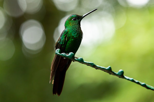 Grünstirn-Brillantkolibri  (Heliodoxa jacula) - Männchen