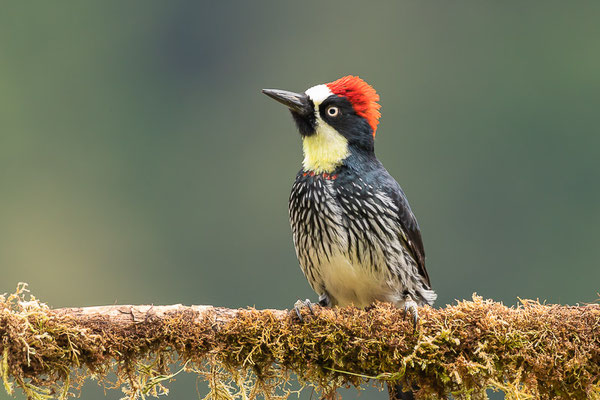 Eichelspecht (Melanerpes formicivorus)