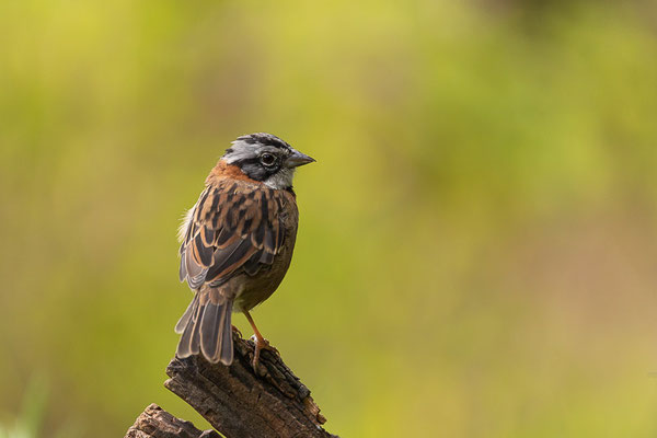 Morgenammer (Zonotrichia capensis)