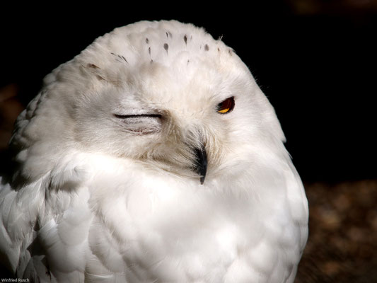 Schnee-Eule (Bubo scandiacus)