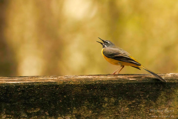 Gebirgsstelze (Motacilla cinerea),