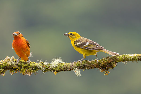 Blutkardinal (Piranga bidentata)