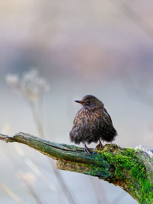 Amsel (Turdus merula)