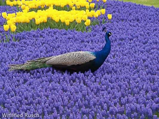  Pfau (Pavo cristatus)