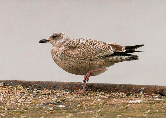 Silbermöwe - Larus argentatus