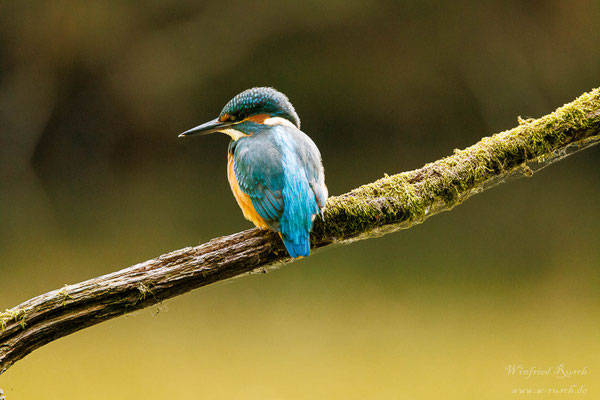 Eisvogel (Alcedo atthis)