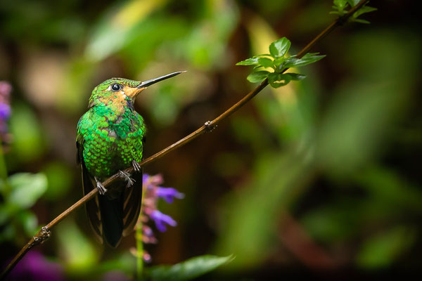 Grünstirn-Brillantkolibri  (Heliodoxa jacula)  