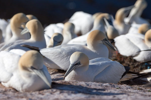 Basstölpel (Morus bassanus) auf Helgoland