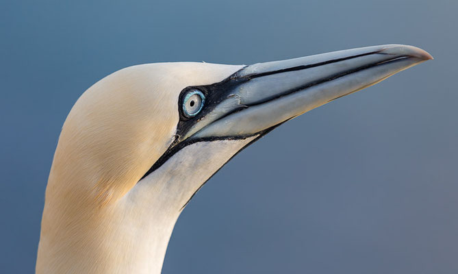 Basstölpel (Morus bassanus) auf Helgoland