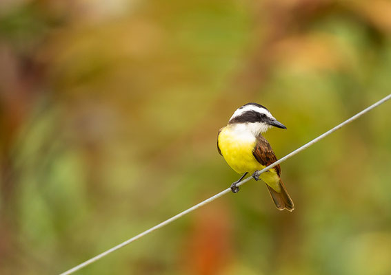 Schwefelmaskentyrann (Pitangus sulphuratus)