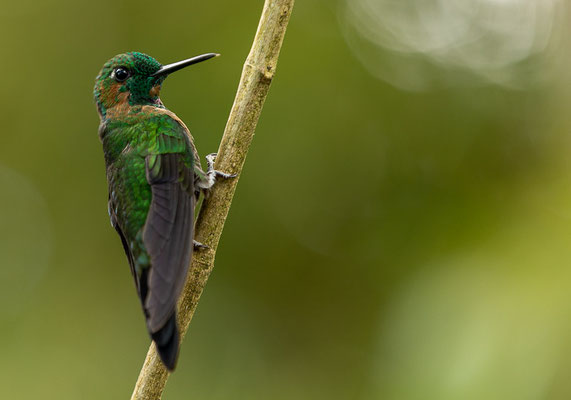 Grünstirn-Brillantkolibri  (Heliodoxa jacula)