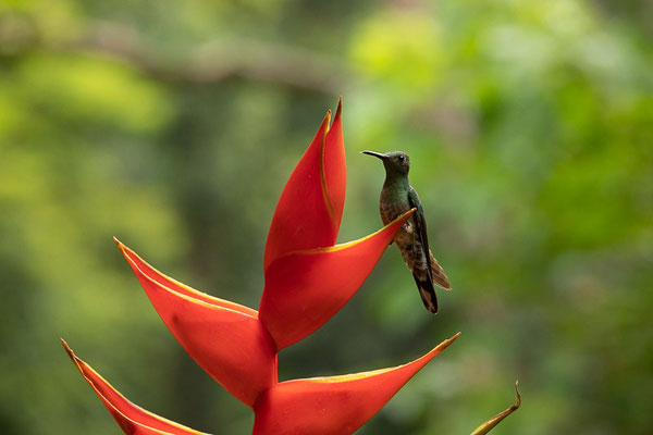 Schuppenbrustkolibri (Phaeochroa cuvierii)