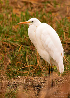 Silberreiher (Ardea alba) in Nordhholand