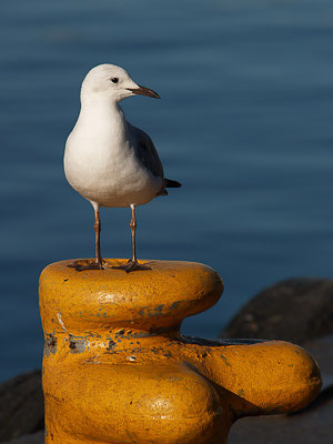 Hartlaubmöwe (Chroicocephalus hartlaubii)