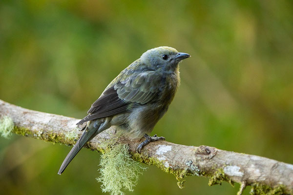 Palmentangare (Tangara palmarum)