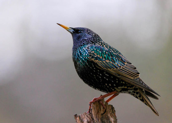 Star (Sturnus vulgaris) in Dülmen-Börnste