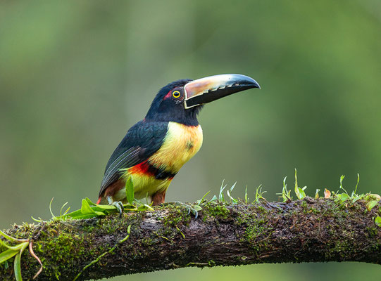 Halsbandarassari (Pteroglossus torquatus) 