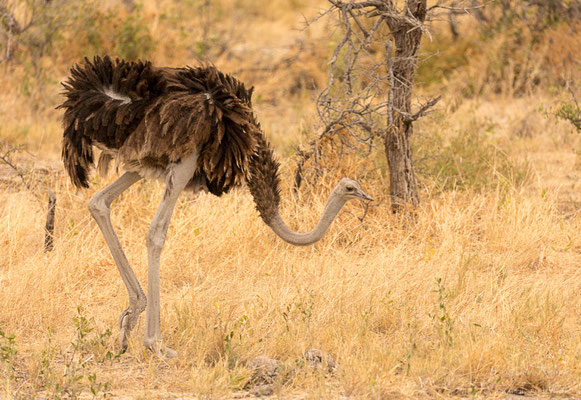 Afrikanischer Strauß (Struthio camelus