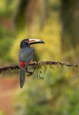 Halsbandarassari (Pteroglossus torquatus) 