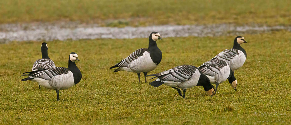 Weißwangengans (Branta leucopsis)